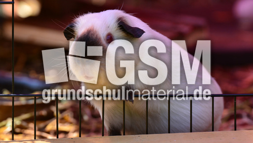 Meerschweinchen (1).jpg